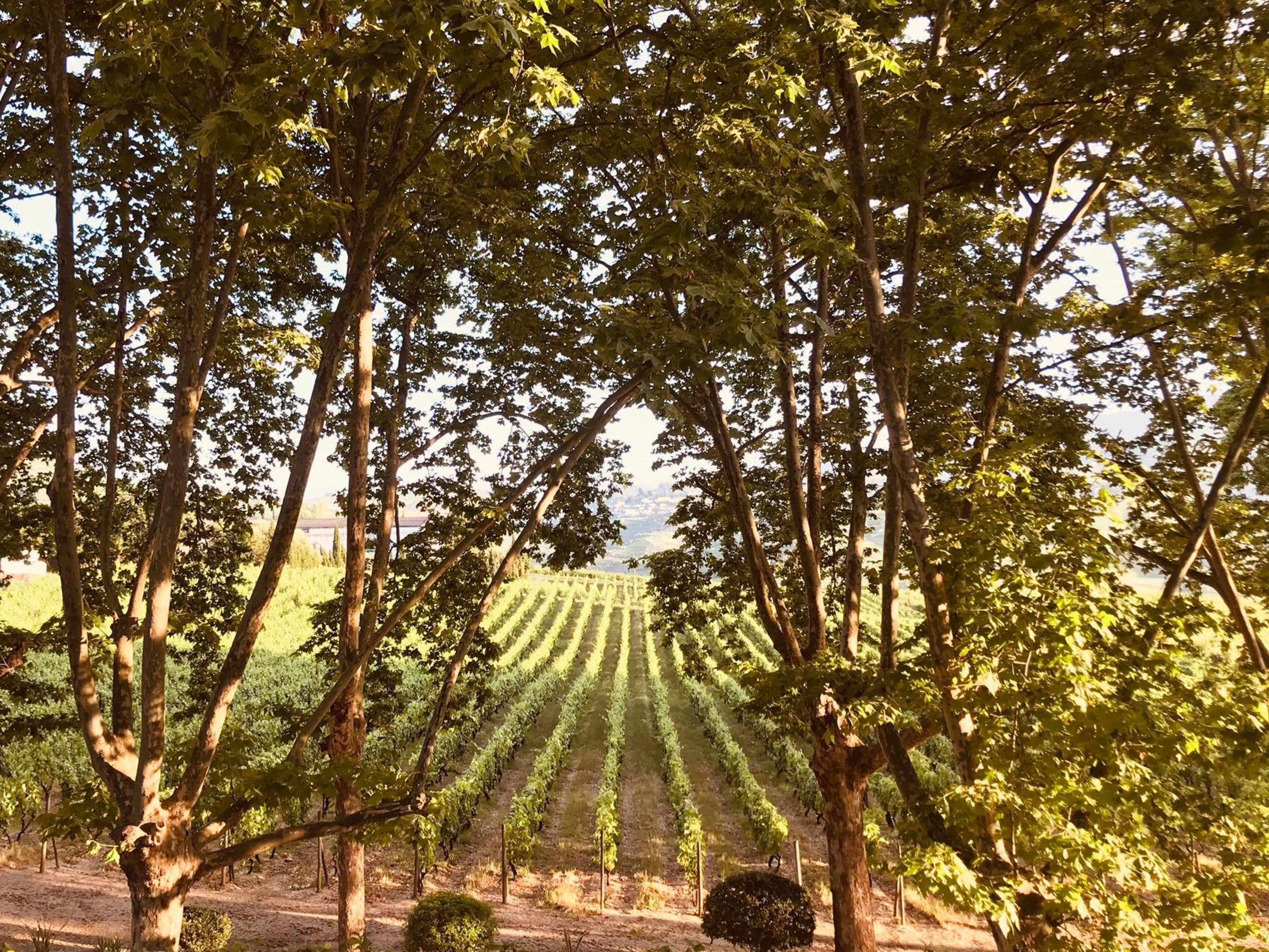 The Wine House Hotel - Quinta Da Pacheca Lamego Exterior photo